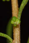 Piedmont marsh elder